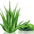 Aloe Vera Extract