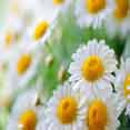 Chamomile
