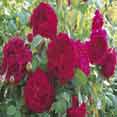 Extract Of English Rose