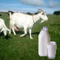 Goat Milk