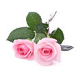 Pink Rose