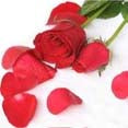 Rose Extract