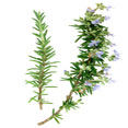 Rosemary Extract