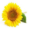 Sunflower Extract