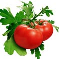 Tomato Extract