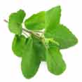 Tulsi