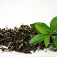 Green Tea Extract