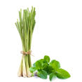 Lemongrass Extract