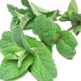 Mint Extract