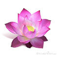 Pink Lotus