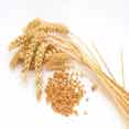 Wheat Protein