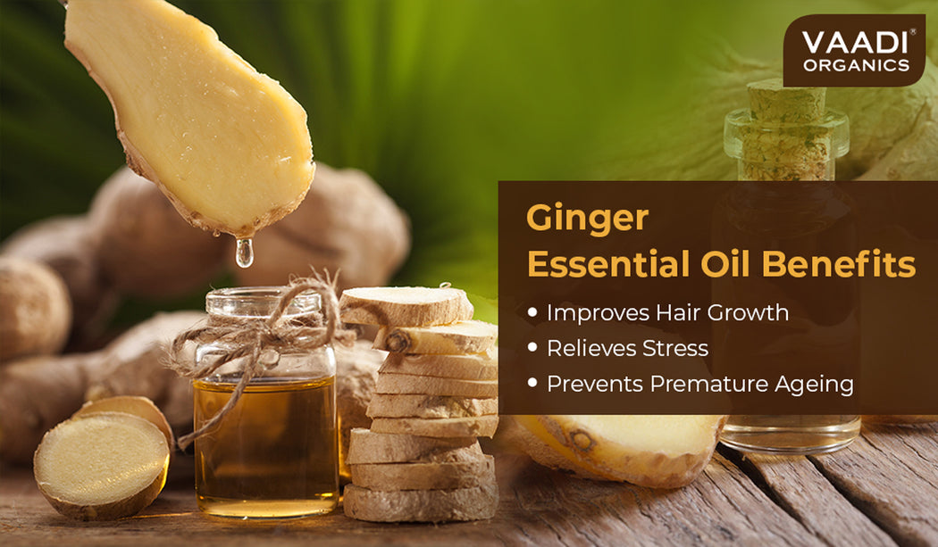 Ginger Essential Oil - Tones Skin, Prevents Hairfall, Soothing Woody Aroma - 100% Pure Therapeutic Grade (10 ml)